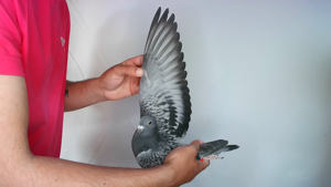 Pigeon image