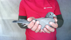 Pigeon image