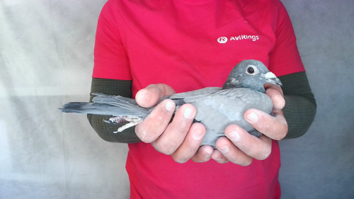 Pigeon image