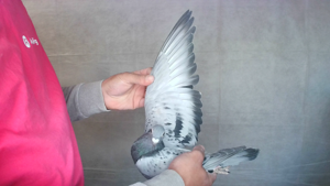 Pigeon image