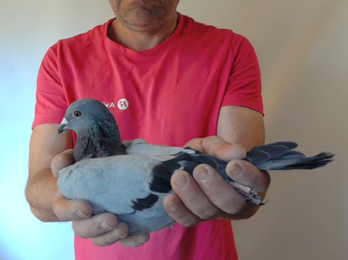 Pigeon image
