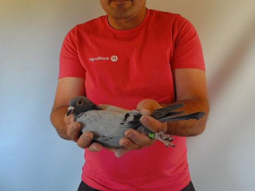 Pigeon image
