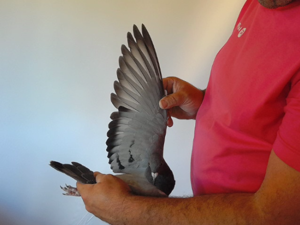 Pigeon image