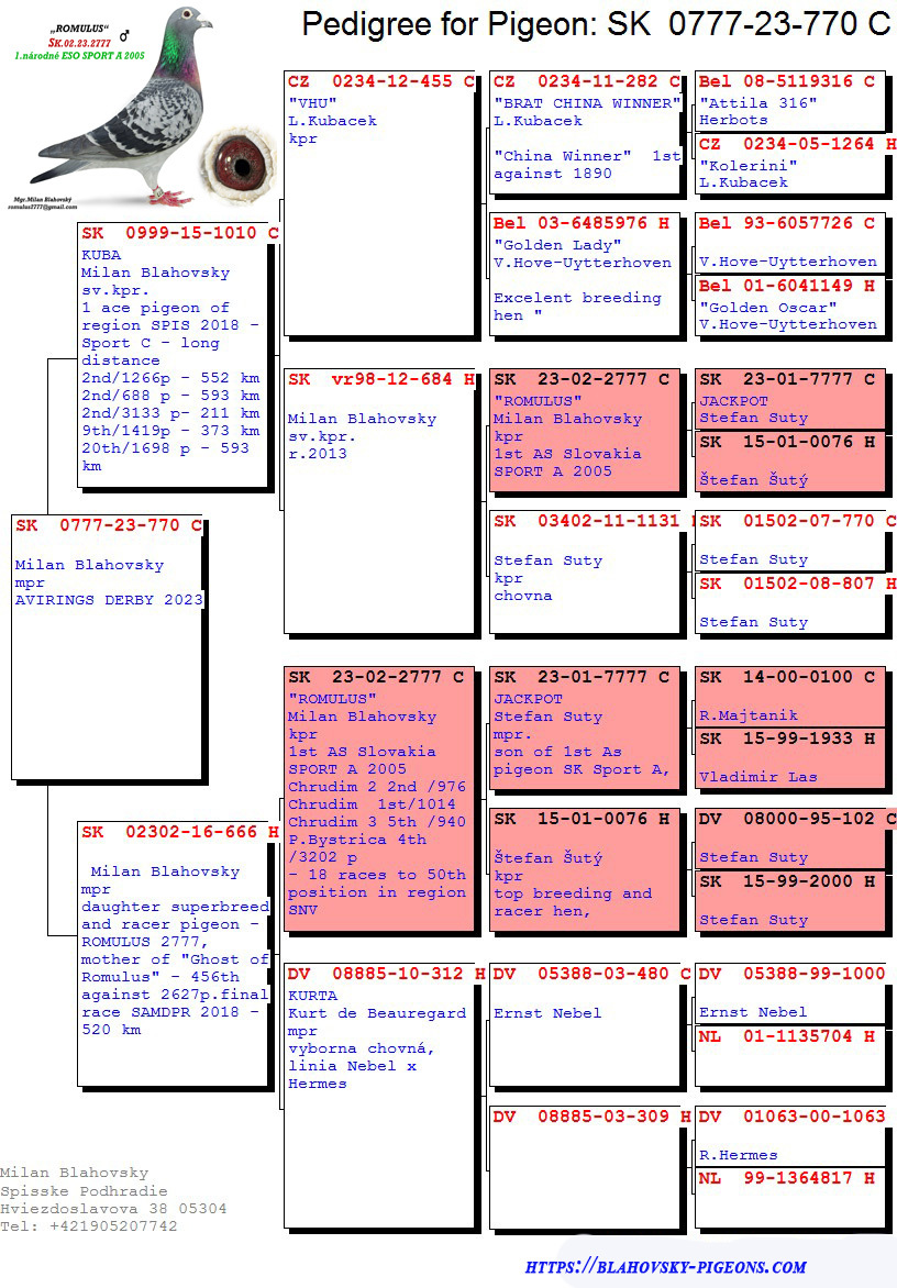 Pigeon pedigree image