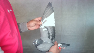 Pigeon image