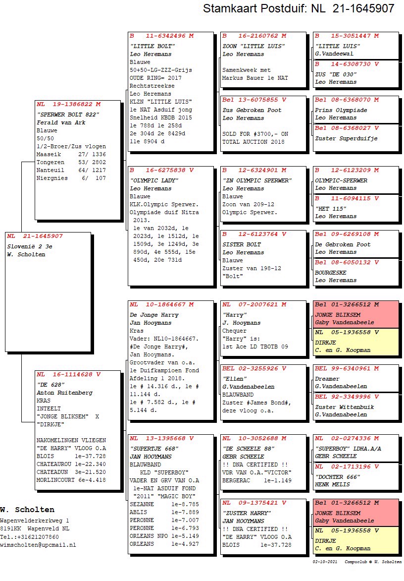 Pigeon pedigree image