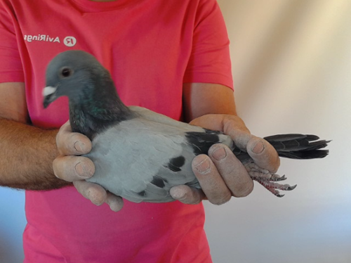 Pigeon image