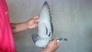 Pigeon image