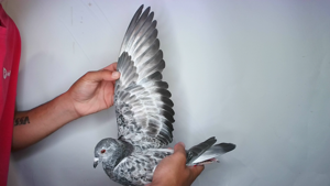 Pigeon image