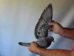 Pigeon image