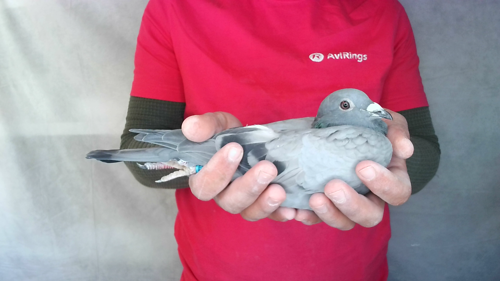 Pigeon image