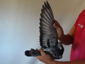 Pigeon image