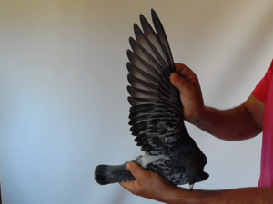 Pigeon image