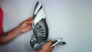 Pigeon image