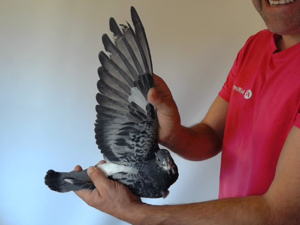 Pigeon image