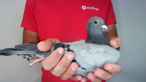 Pigeon image