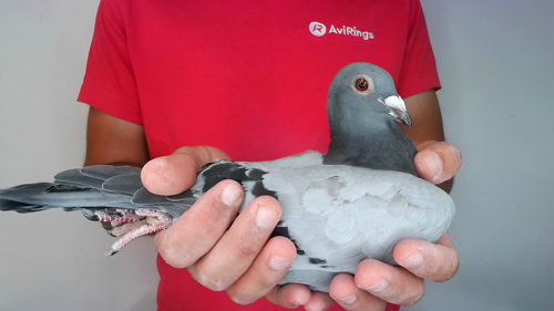 Pigeon image
