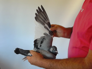 Pigeon image