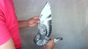 Pigeon image