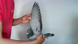 Pigeon image