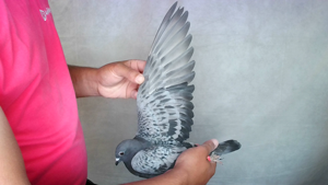 Pigeon image