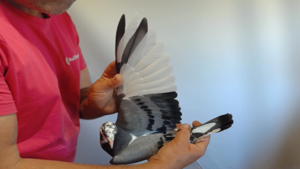 Pigeon image