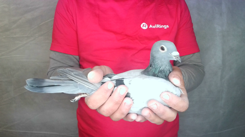 Pigeon image