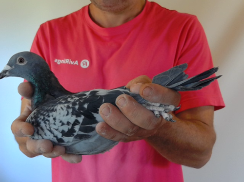 Pigeon image