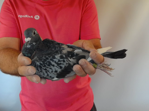 Pigeon image