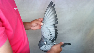 Pigeon image