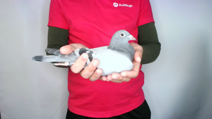 Pigeon image