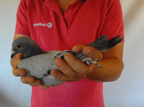 Pigeon image