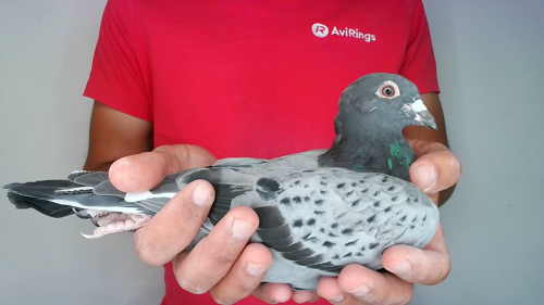 Pigeon image