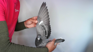 Pigeon image
