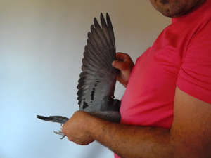 Pigeon image