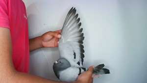 Pigeon image