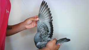 Pigeon image