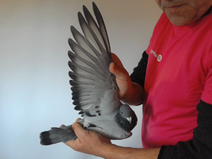 Pigeon image