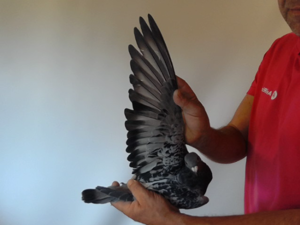 Pigeon image