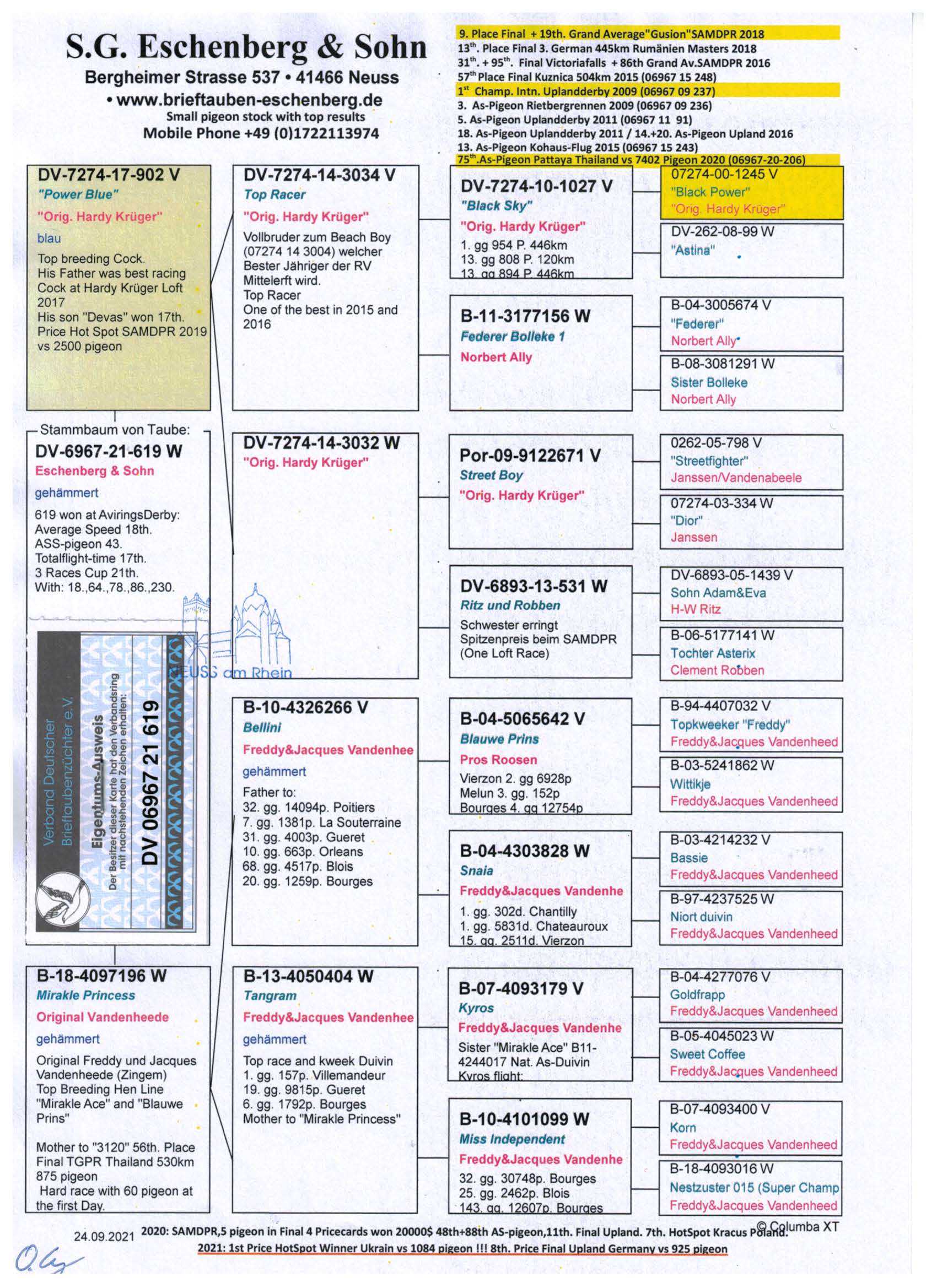 Pigeon pedigree image