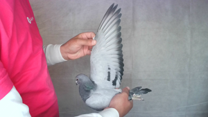 Pigeon image