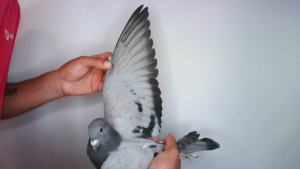 Pigeon image
