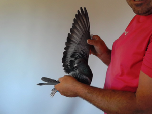Pigeon image