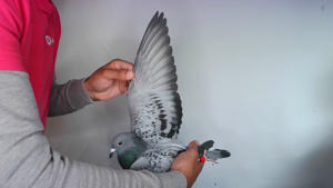 Pigeon image