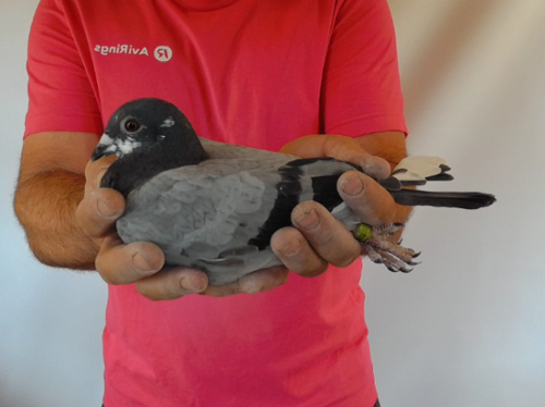 Pigeon image