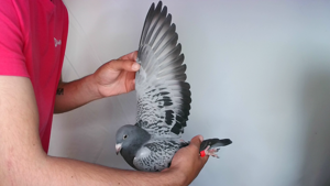 Pigeon image