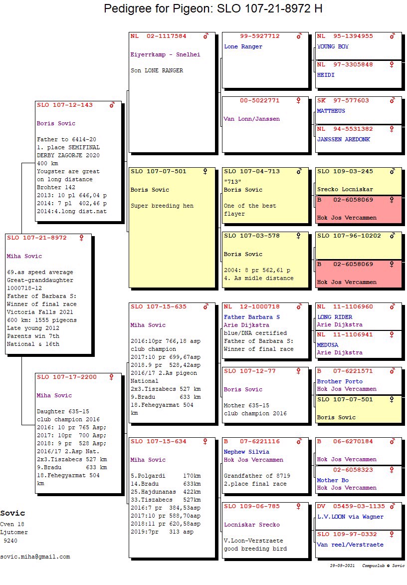 Pigeon pedigree image