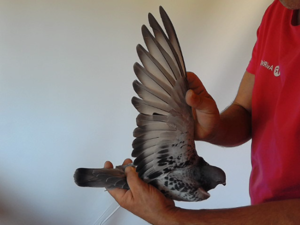 Pigeon image