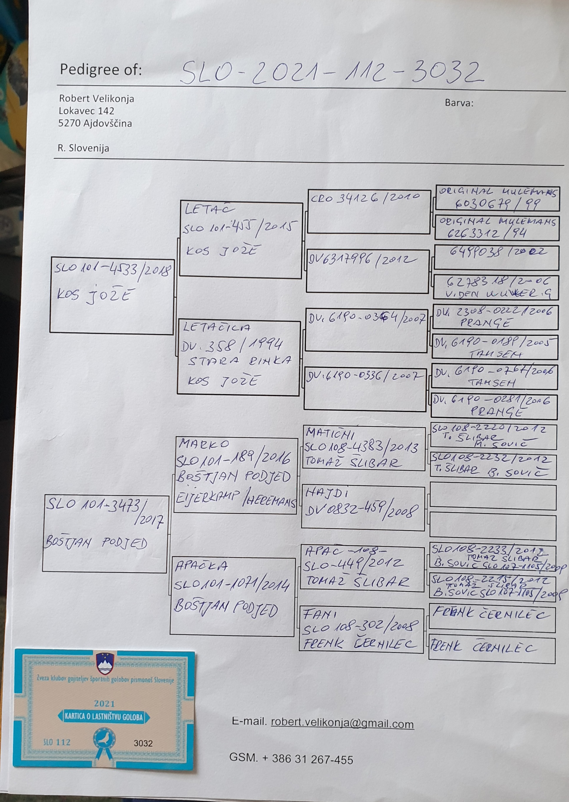 Pigeon pedigree image