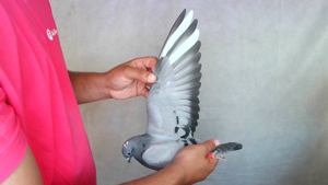 Pigeon image